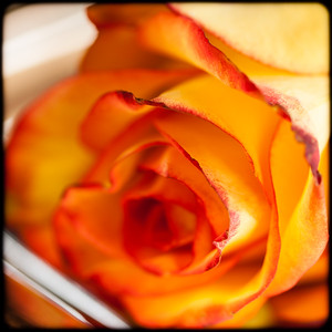 Red and yellow rose, photo © 2014 Douglas M. Ford. All rights reserved.